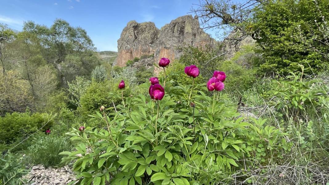Şifa deposu fakat sadece 15 gün ömrü var! Ağrı kesici ve antioksidan etkiye sahip 7